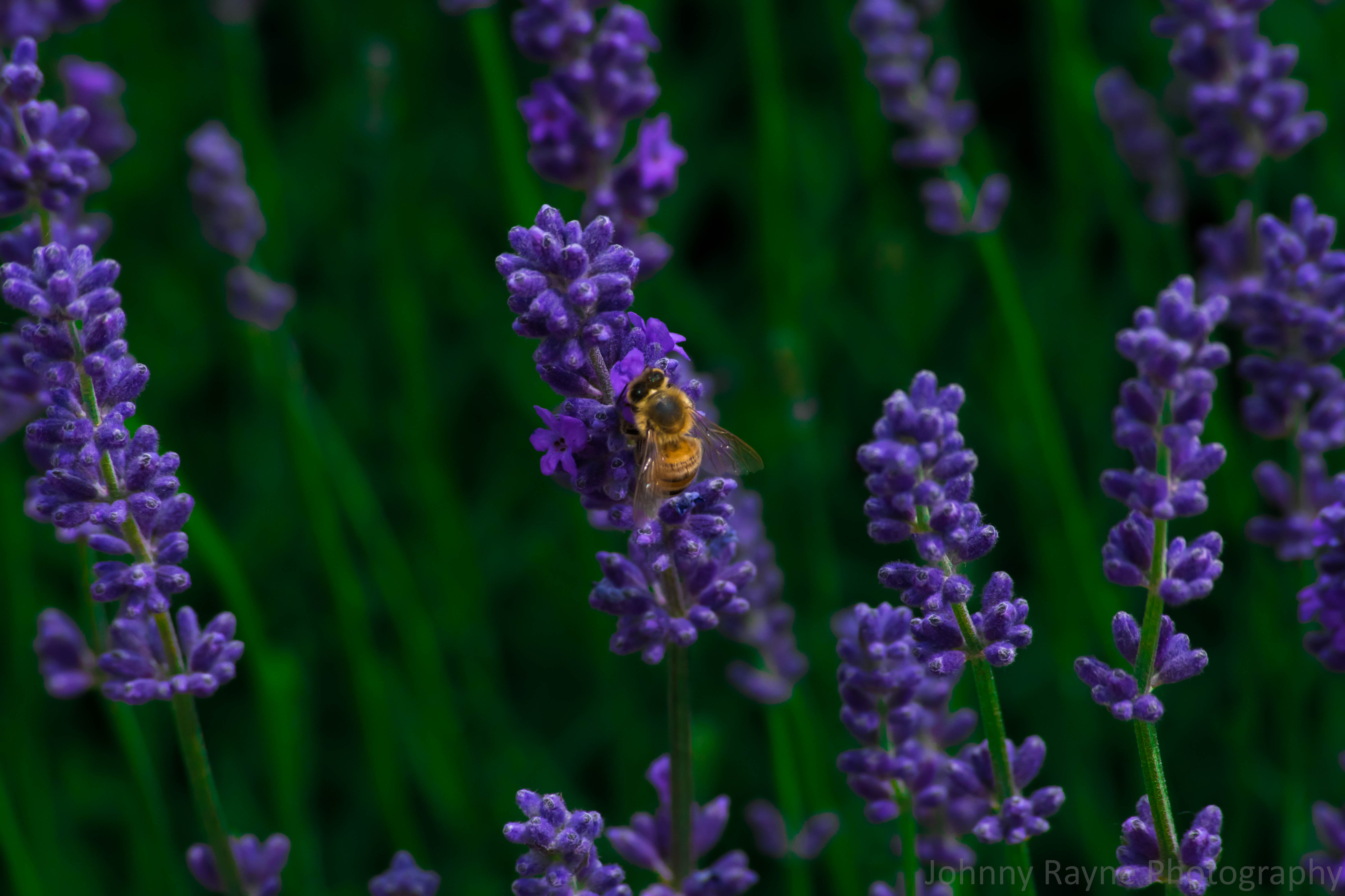 Bee on Lavender